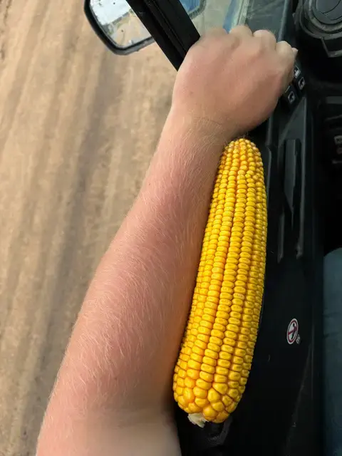 A full ear of harvested corn held in a grower's hand