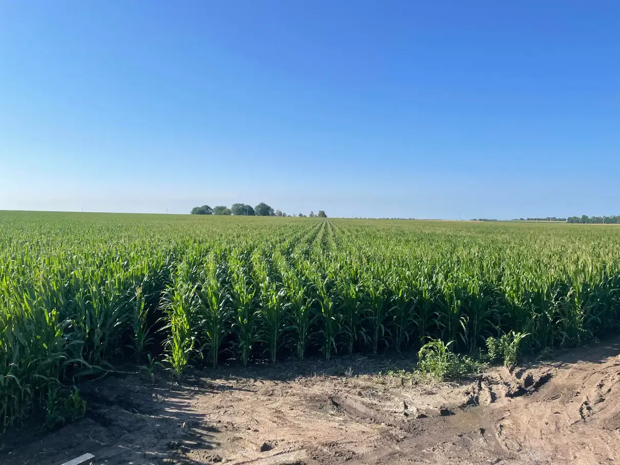 An even stand of young corn under a blue sky