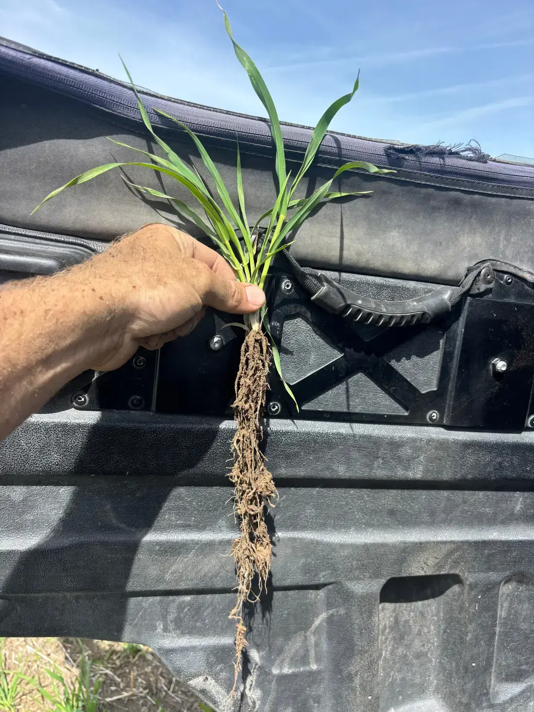 A young small-grain plant with a dense root system