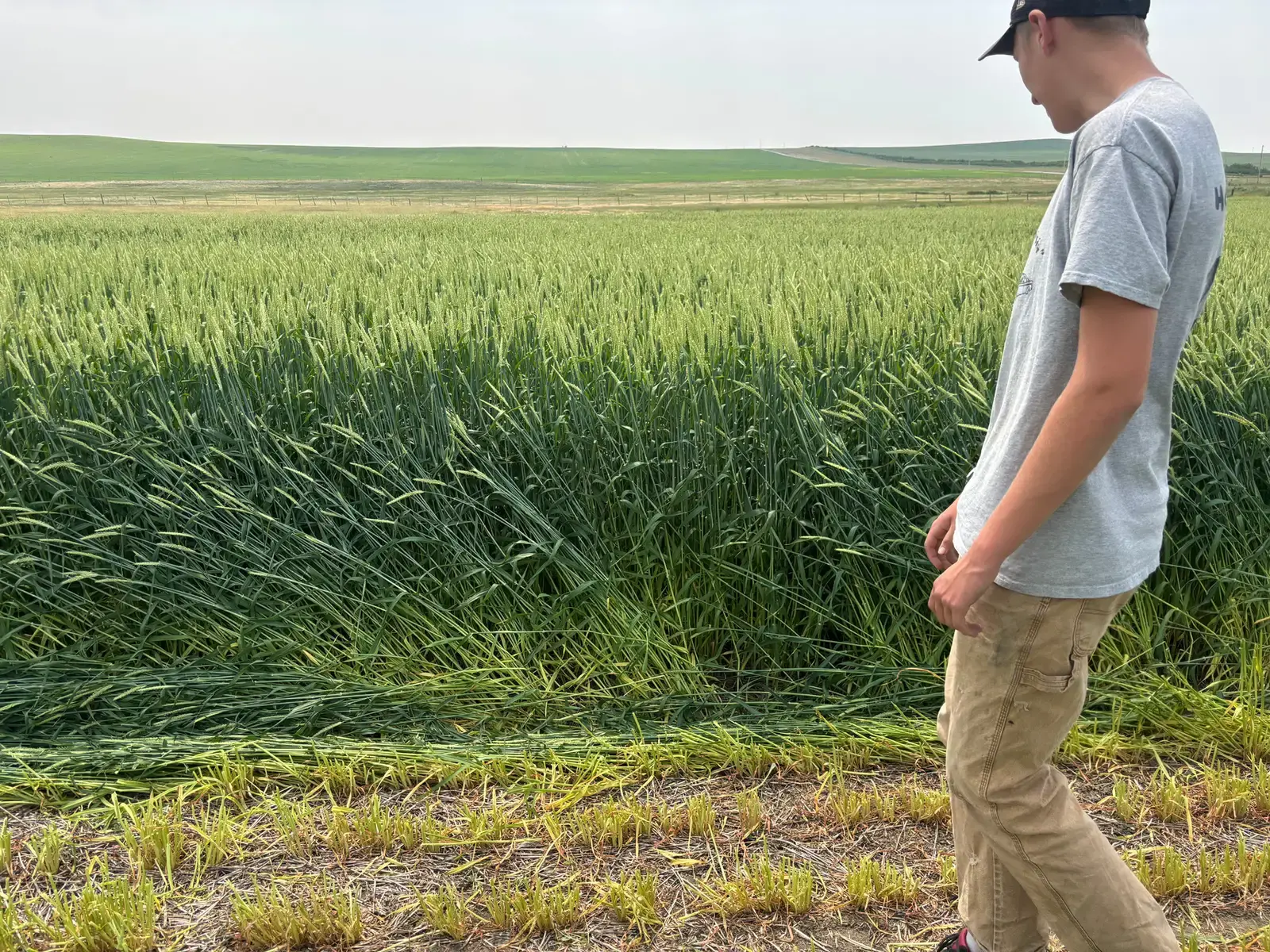 A grower walking through spring wheat in Montana