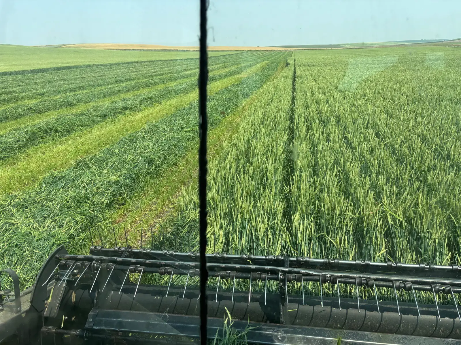 Harvesting a Montana small-grain field