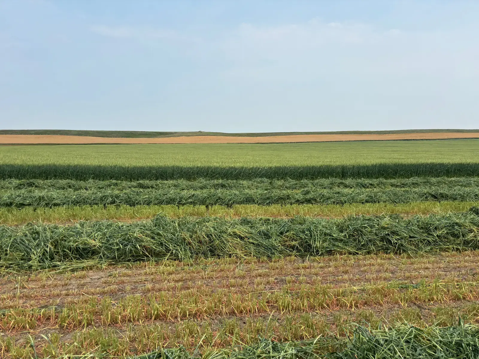 Cut crop rows lying in the field after harvest